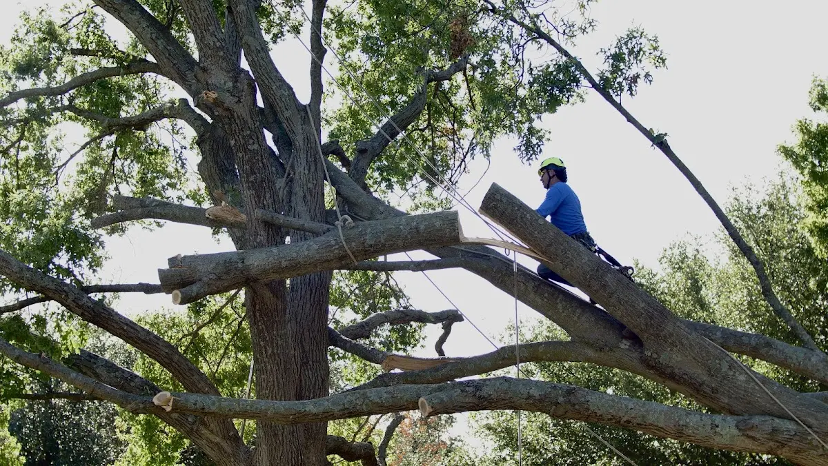 Professional Hazardous Tree Removal performed by certified arborists in Angle Inlet