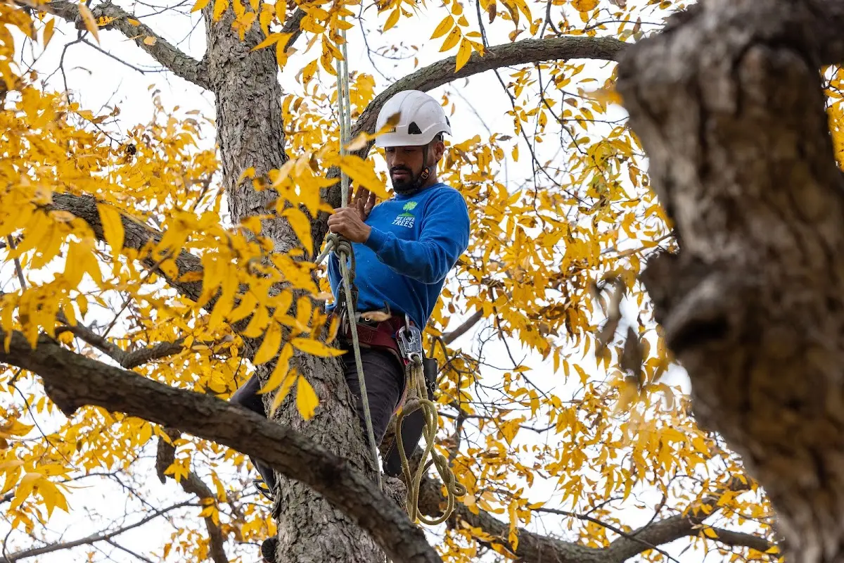 Skilled Tree Pruning crew working in Angle Inlet